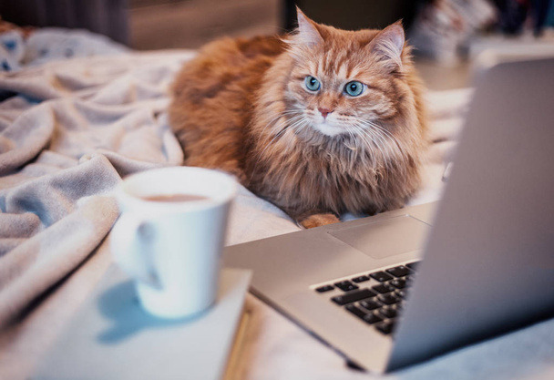 beautiful red fluffy cat lying on the bed with a laptop smartpho - Fotó, kép