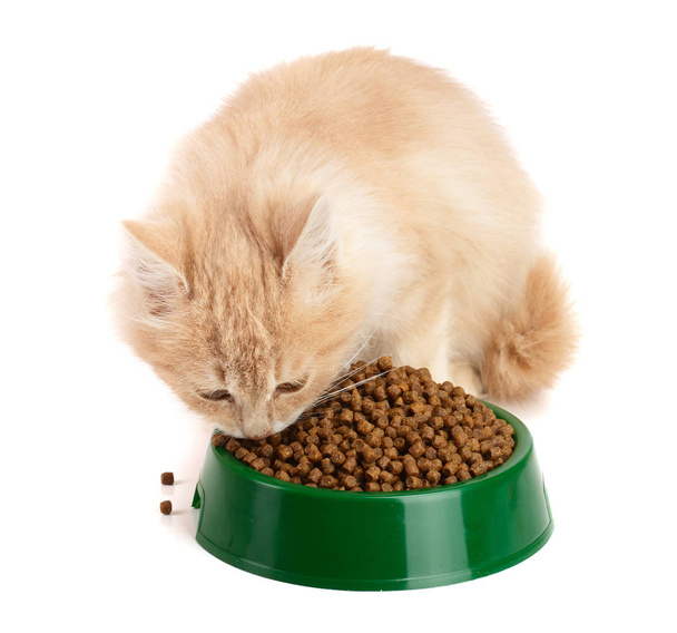 kis cica eszik egy száraz étel, elszigetelt fehér background - Fotó, kép