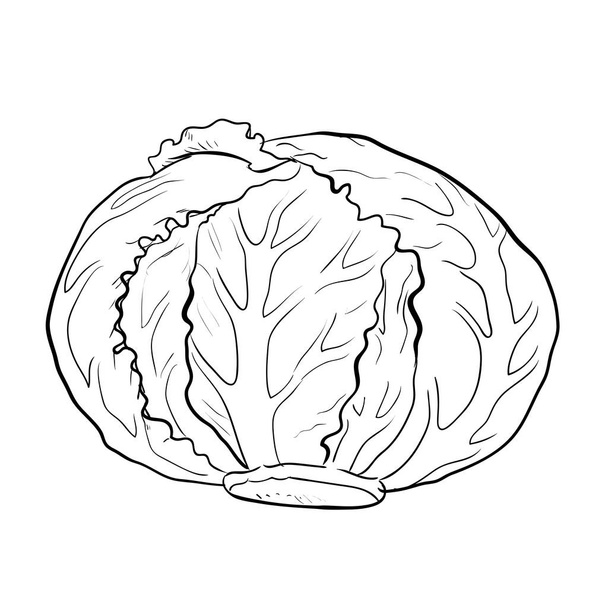 Isolated cabbage-Hand drawn Vector - Vektori, kuva