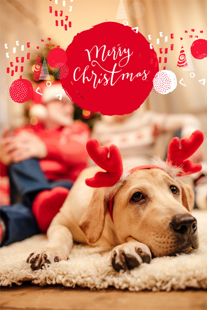 dog with christmas reindeer antlers - Foto, immagini