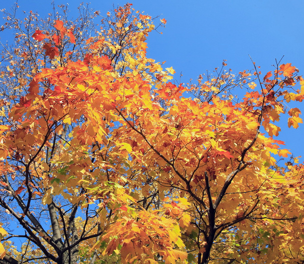 Yellow leafs on tree - Foto, Imagen