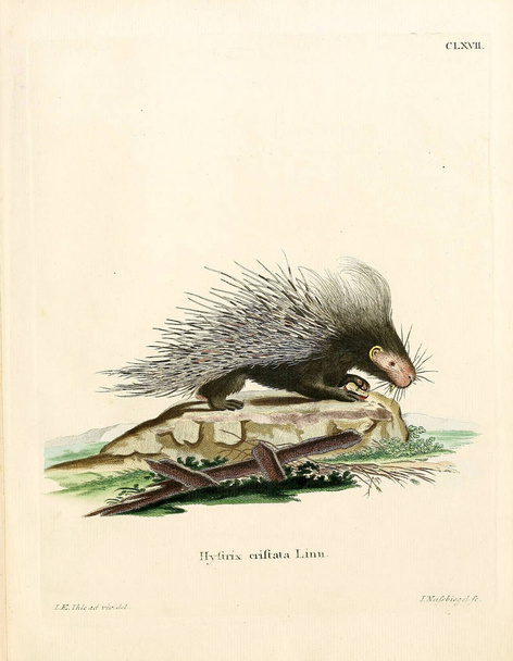 Illustrazione di un istrice. Die Saugthiere in Abbildungen nach der Natur, mit Beschreibungen. 1778
 - Foto, immagini