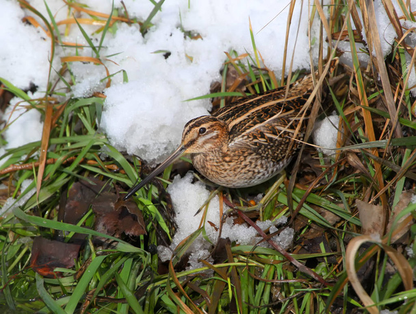 A common snipe sits on the shore with a green grass and snow - Photo, Image