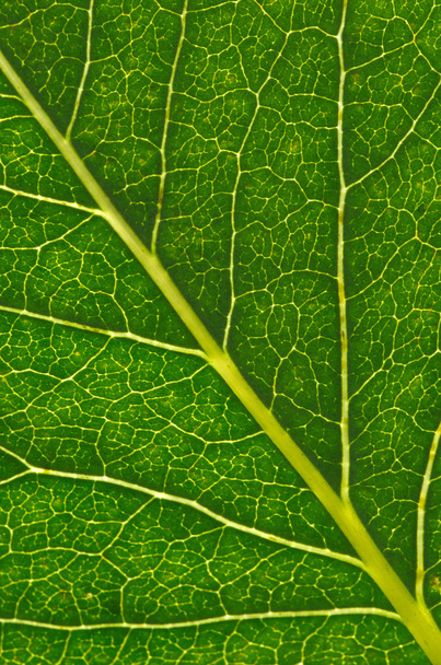 leaf as background - Foto, Imagem
