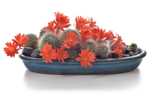 Plante d'intérieur de cactus en fleurs isolée sur fond blanc
. - Photo, image