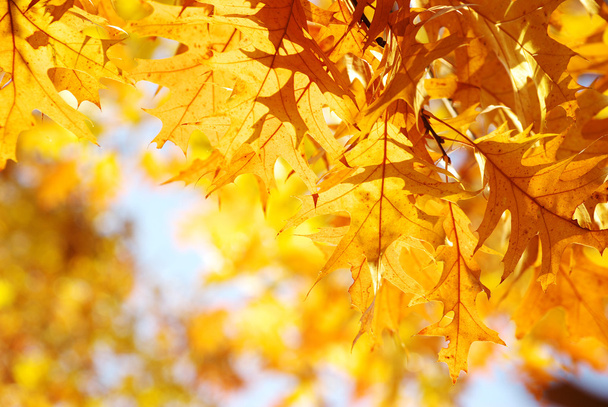 autumn leaves - Valokuva, kuva