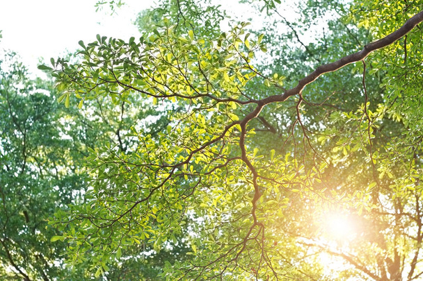 branche d'arbre vert au coucher du soleil en arrière-plan d'été
 - Photo, image
