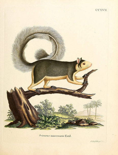 Illustration of rodents. Die Saugthiere in Abbildungen nach der Natur, mit Beschreibungen. 1778 - Photo, Image