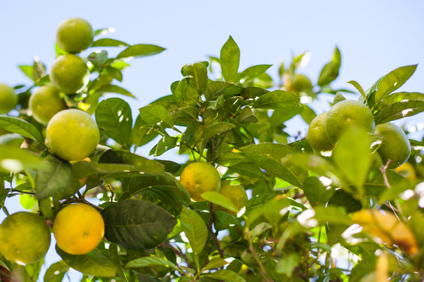 green and orange mandarins on tree branches  - Fotografie, Obrázek