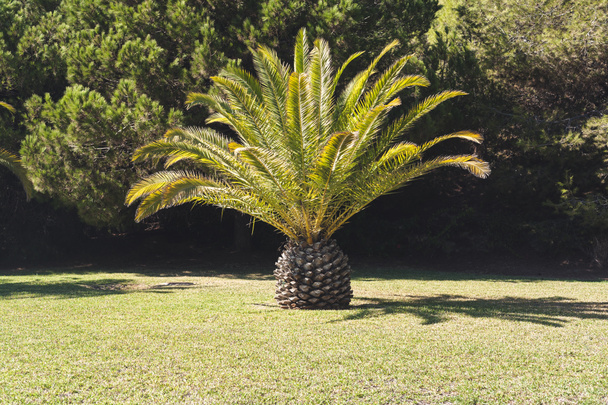  huge date palm on green lawn - Photo, Image