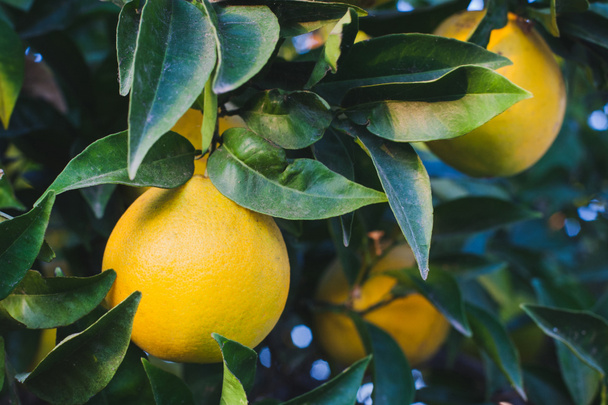 reife orangefarbene Früchte auf grünen Ästen  - Foto, Bild