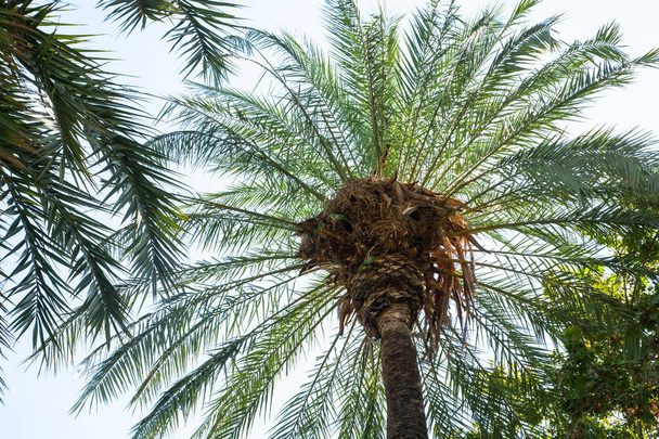 Widok z dołu palmy pod czyste niebo - Zdjęcie, obraz