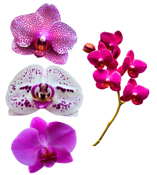 Orkideat. Orkideat kukat. Valkoisella balla eristetty orkidean oksa
 - Valokuva, kuva