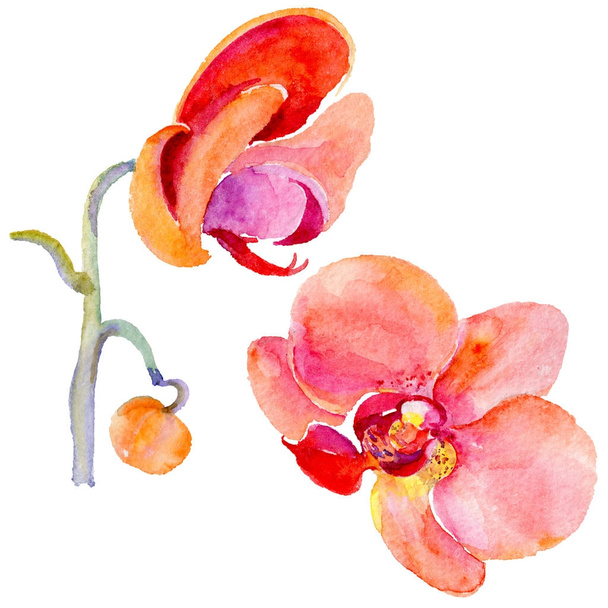Fleurs d'orchidée sauvage dans un style aquarelle isolé
. - Photo, image