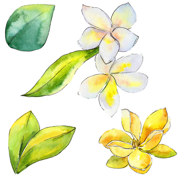 Wildflower gardenia flower in a watercolor style isolated. - Photo, Image