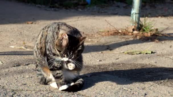 Mooie Cyperse kat met een witte kraag zit en gewassen - Video
