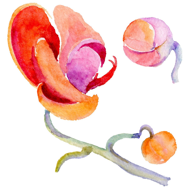 Wildflower orchidej květina ve stylu akvarelu, samostatný. - Fotografie, Obrázek