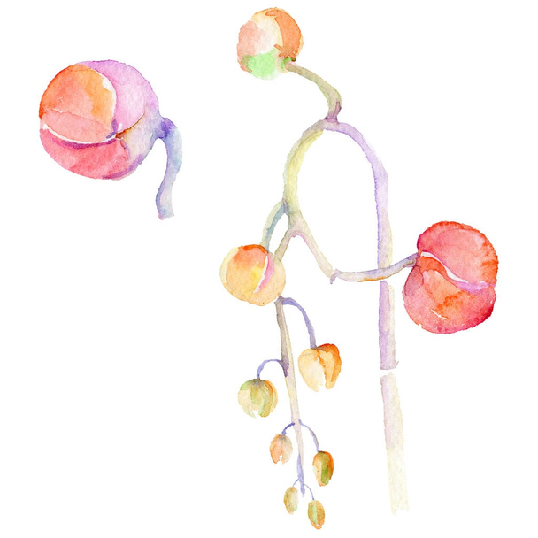 Wildflower orchid flower in a watercolor style isolated. - Photo, image