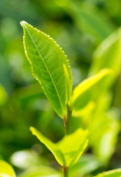 close-up of Fresh Tea sprouts in plantation of Porto Formoso, Azores, Portugal  - Фото, изображение