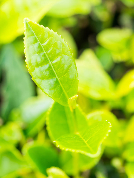 close-up of Fresh Tea sprouts in plantation of Porto Formoso, Azores, Portugal  - Foto, Bild