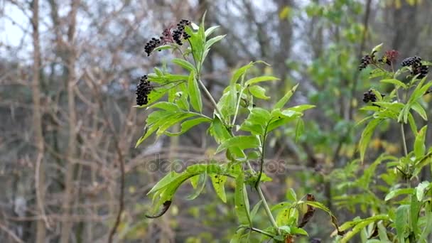 Gałęzie z czarnego bzu z owocami powiewały na wietrze (Sambucus nigra) - Materiał filmowy, wideo