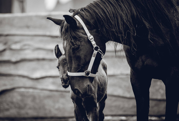 A newborn colt walks in the pen with her mother - Foto, Imagen
