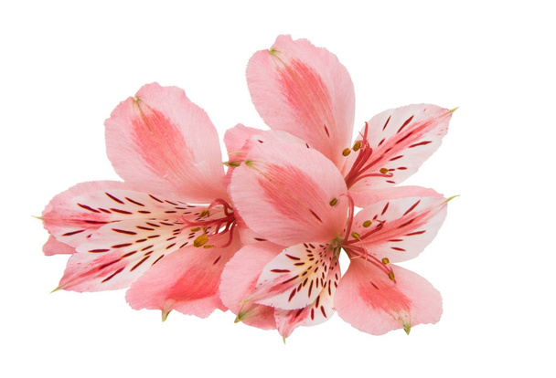Alstroemeria flores isoladas
  - Foto, Imagem