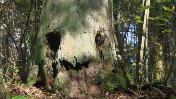 Geist des Waldes. magischer Baum / freundlicher Geist des wilden Waldes  - Filmmaterial, Video
