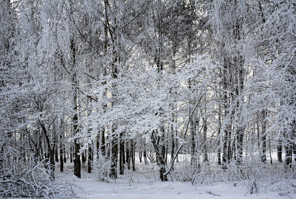 Winter landscape trees in snow. - Φωτογραφία, εικόνα