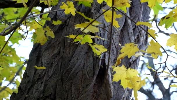 Yellowed maple leaves against the background of the trunk of the acacia rustle in the wind - Footage, Video
