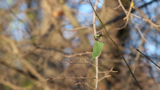 Samotny liść drży na wietrze na jesienny dzień dobry - Materiał filmowy, wideo