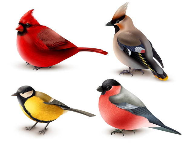 Winter Birds Set - Vector, Image