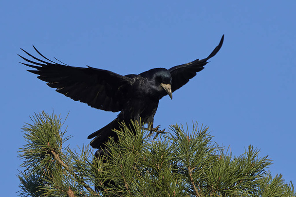 Rook (Corvus frugilegus) - Photo, Image