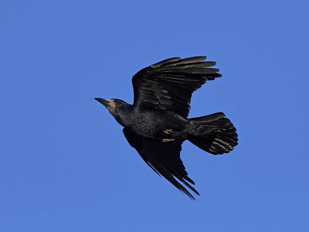 Ладья (Corvus Frugilegus
) - Фото, изображение