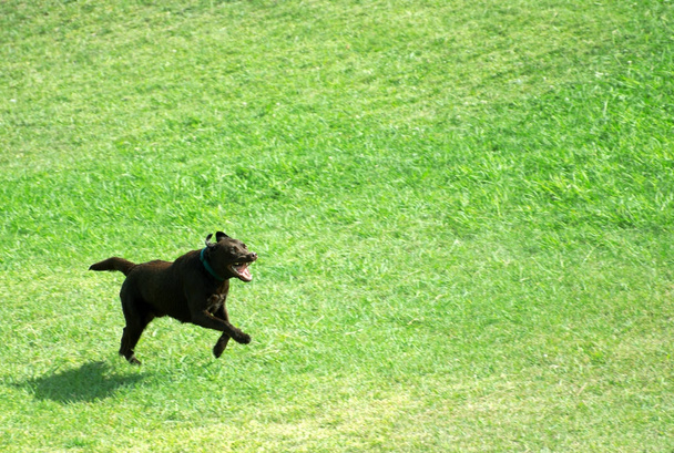 Aggressiver Hund läuft über den Rasen. Platz für Text. - Foto, Bild