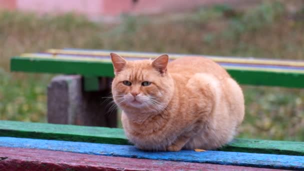 Gordo jengibre gato se sienta en un banco y mira a su alrededor
 - Imágenes, Vídeo