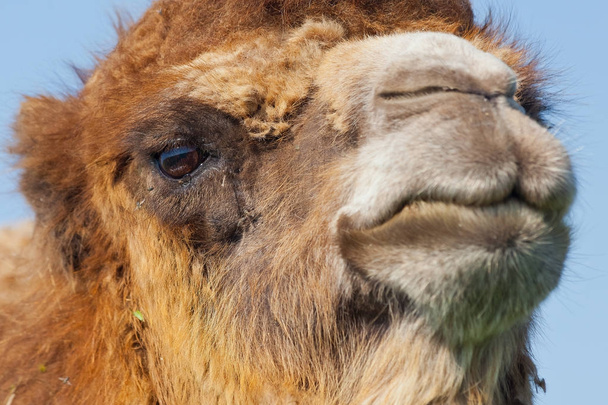 Ritratto grande e triste cammello con una goccia di lacrime nell'occhio
 - Foto, immagini