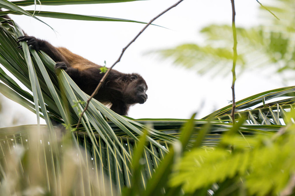 A howler monkey sitting in the tree tops of a forest - Photo, Image