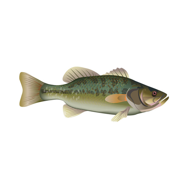 Largemouth bass vector - Vector, Image