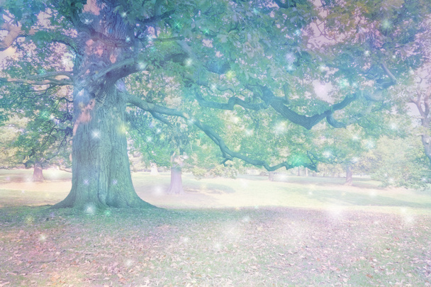  Spirit Orbs attratto da Ancient Oak Tree - Grande quercia antica con illuminazione eterea e molte luci colorate diverse che ritraggono entità spirituali con spazio per copiare
                               - Foto, immagini