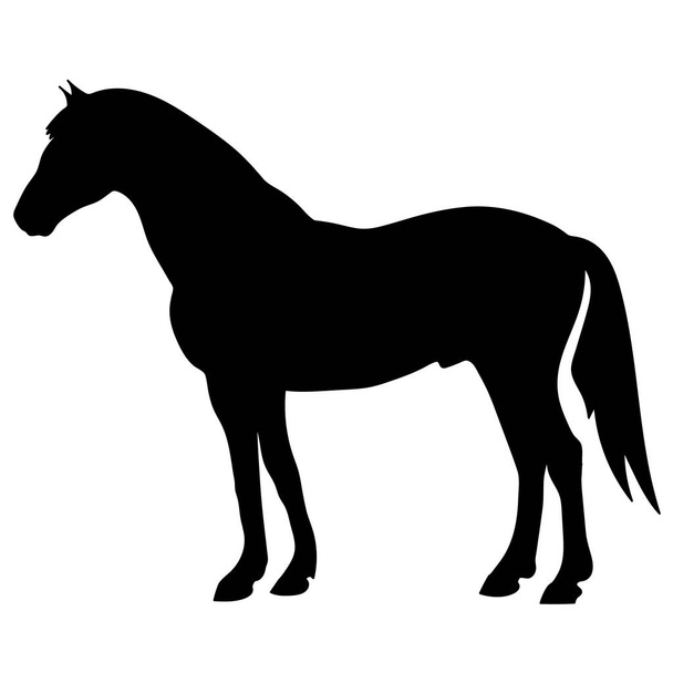 rearing up horse fine vector silhouette and outline - graceful black stallions - Вектор,изображение