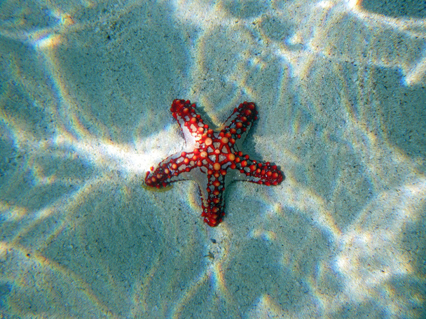Starfish - Фото, зображення