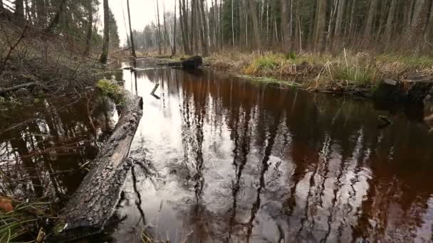 River water flow in the forest. Wetland of the pond - Footage, Video