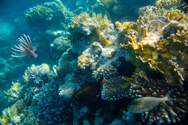 coral reef of the red sea - Foto, Imagen