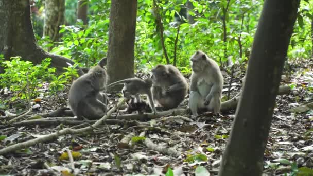 Apinat metsässä Balilla. - Materiaali, video