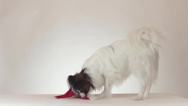 Beyaz arka plan stok görüntüleri video Santa Klaus kapakta çıkarmak komik genç erkek köpek Continental oyuncak İspanyol Papillon çalışır - Video, Çekim