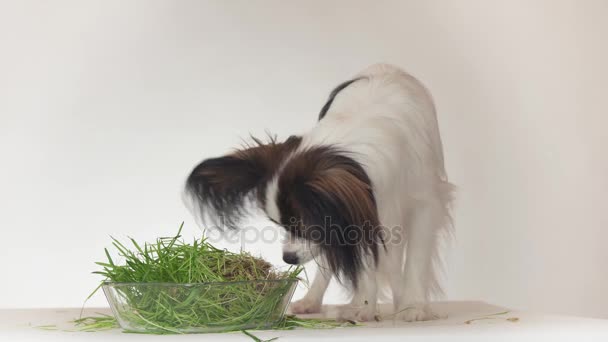 Beautiful young male dog Continental Toy Spaniel Papillon eating fresh sprouted oats on white background stock footage video - Footage, Video