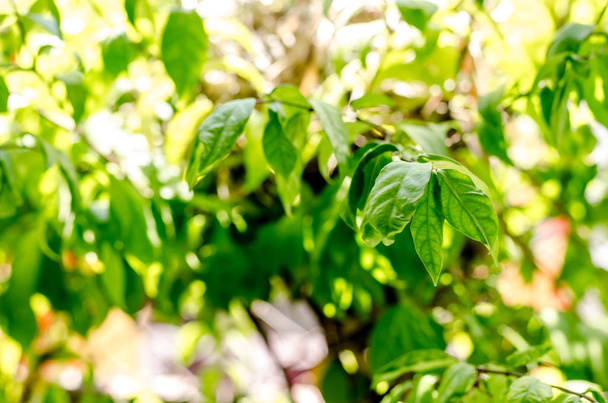 свежее состояние и зеленые листья на зеленом фоне
 - Фото, изображение