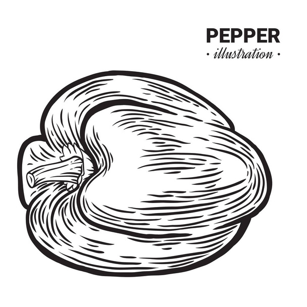 Paprika pepper fresh food vector hand drawn illustration, drawin - Vektor, obrázek