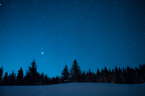 星降る冬の空の背景にクリスマス ツリー。Prio - 写真・画像